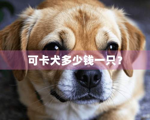 可卡犬多少钱一只？