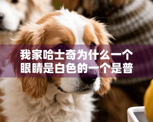 我家哈士奇为什么一个眼睛是白色的一个是普通狗的一样呢 ？