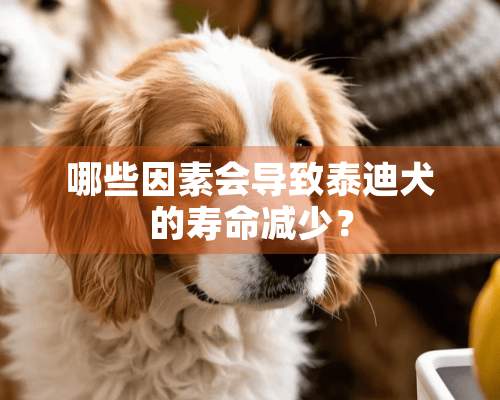 哪些因素会导致泰迪犬的寿命减少？