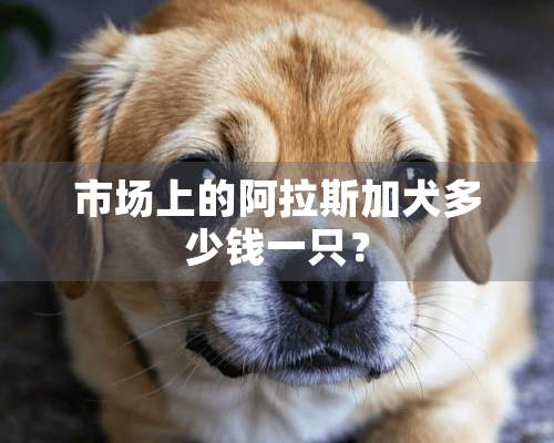 市场上的阿拉斯加犬多少钱一只？