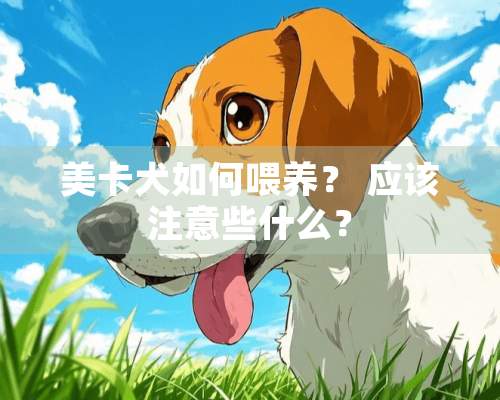 美卡犬如何喂养？ 应该注意些什么？