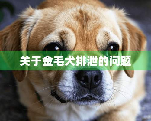 关于金毛犬排泄的问题