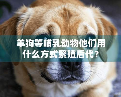 羊狗等哺*动物他们用什么方式繁殖后代？