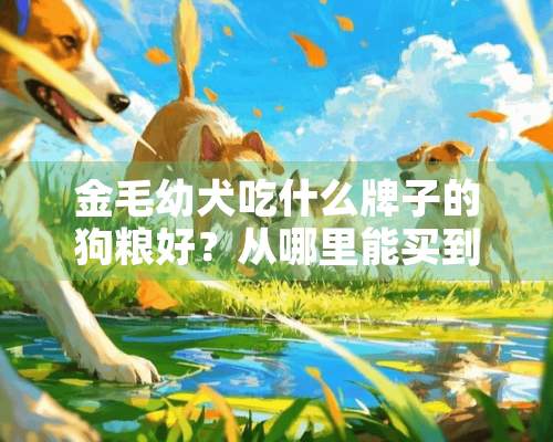 金毛幼犬吃什么牌子的狗粮好？从哪里能买到正品？