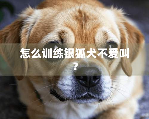 怎么训练银狐犬不爱叫？