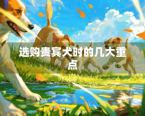 选购贵宾犬时的几大重点