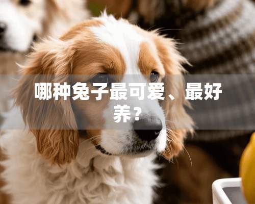 哪种兔子最可爱、最好养？