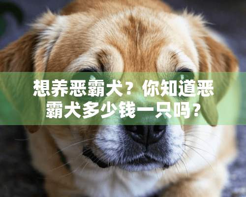 想养恶霸犬？你知道恶霸犬多少钱一只吗？