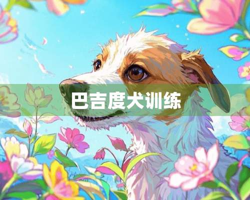 巴吉度犬训练