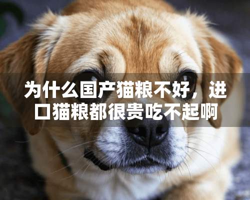 为什么国产猫粮不好，进口猫粮都很贵吃不起啊？