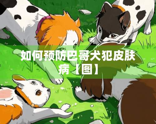 如何预防巴哥犬犯皮肤病【图】