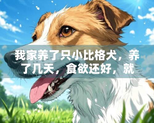 我家养了只小比格犬，养了几天，食欲还好，就是发现它鼻子老是干干的