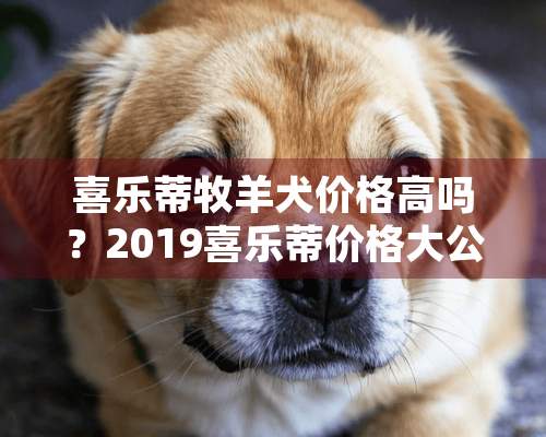 喜乐蒂牧羊犬价格高吗？2019喜乐蒂价格大公开！