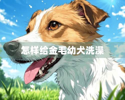 怎样给金毛幼犬洗澡