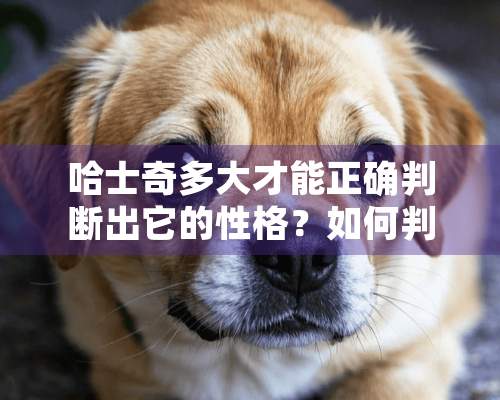 哈士奇多大才能正确判断出它的性格？如何判断？哈士奇