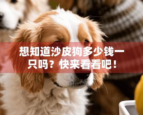 想知道沙皮狗多少钱一只吗？快来看看吧！