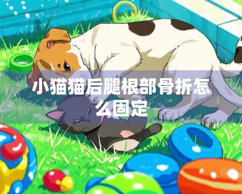 小猫猫后腿根部骨折怎么固定