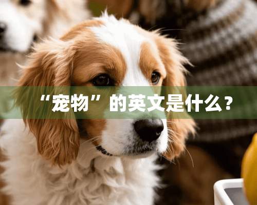 “宠物”的英文是什么？