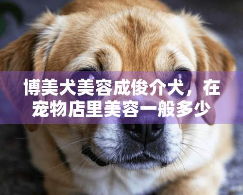 博美犬美容成俊介犬，在宠物店里美容一般多少钱？