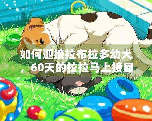 如何迎接拉布拉多幼犬，60天的拉拉马上接回家了，对于从来没有养过狗的家庭应该有什么准备？