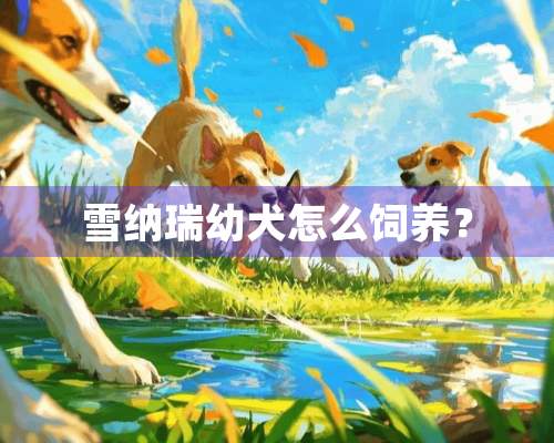 雪纳瑞幼犬怎么饲养？