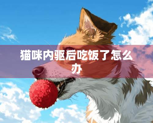 猫咪内驱后吃饭了怎么办