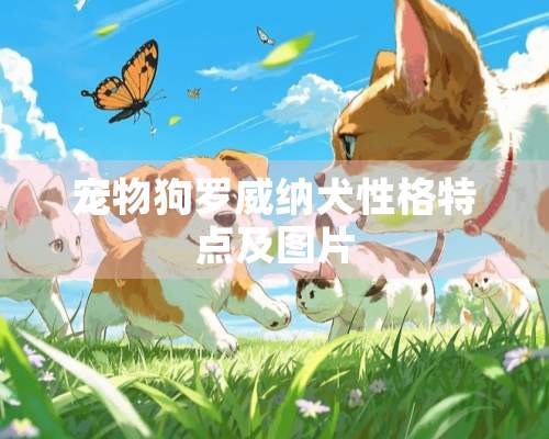 宠物狗罗威纳犬性格特点及图片