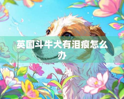 英国斗牛犬有泪痕怎么办