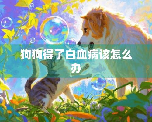 狗狗得了白血病该怎么办