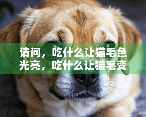 请问，吃什么让猫毛色光亮，吃什么让猫毛变漂亮