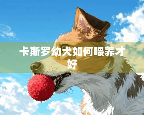 卡斯罗幼犬如何喂养才好