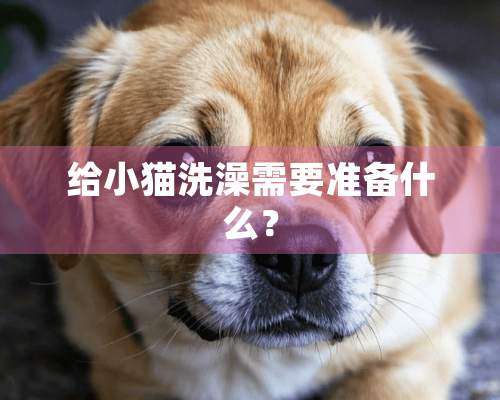 给小猫洗澡需要准备什么？