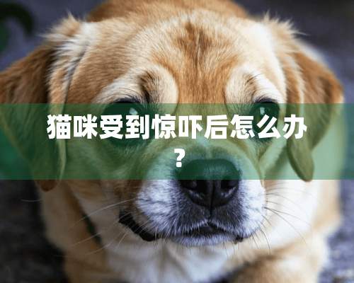 猫咪受到惊吓后怎么办？