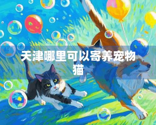 天津哪里可以寄养宠物猫