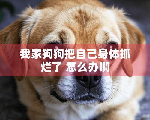 我家狗狗把自己身体抓烂了 怎么办啊