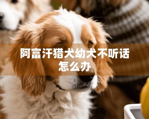 阿富汗猎犬幼犬不听话怎么办