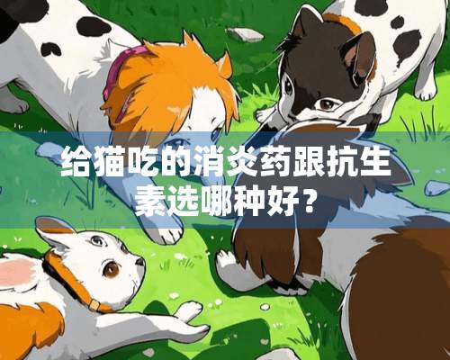 给猫吃的消炎药跟抗生素选哪种好？