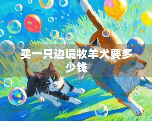 买一只边境牧羊犬要多少钱