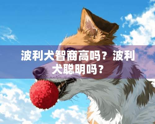 波利犬智商高吗？波利犬聪明吗？