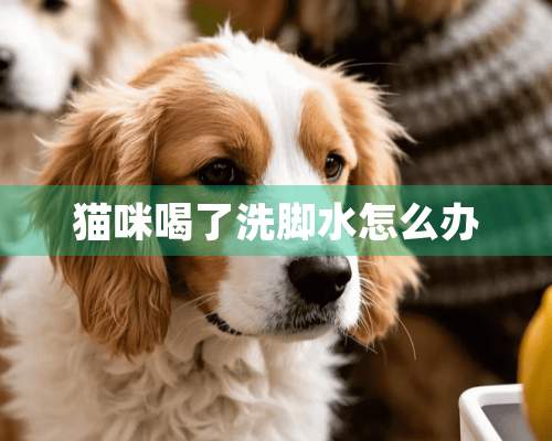 猫咪喝了洗脚水怎么办