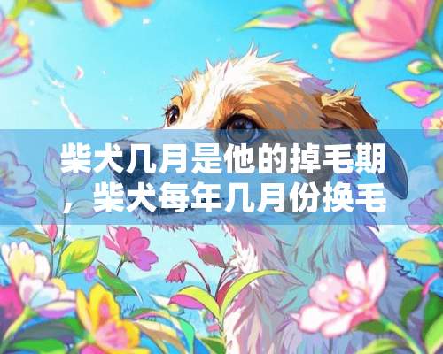 柴犬几月是他的掉毛期，柴犬每年几月份换毛