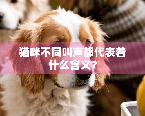 猫咪不同叫声都代表着什么含义？