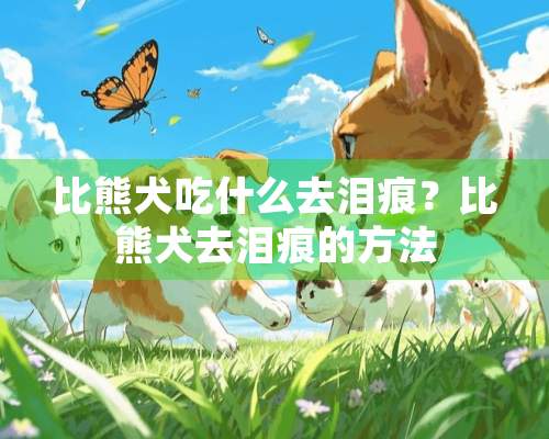 比熊犬吃什么去泪痕？比熊犬去泪痕的方法