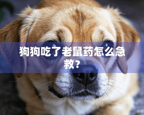 狗狗吃了老鼠药怎么急救？