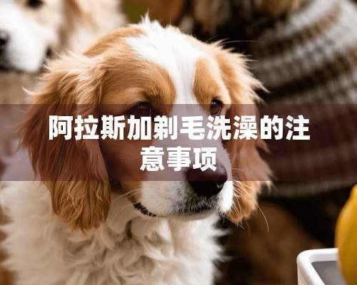 阿拉斯加剃毛洗澡的注意事项