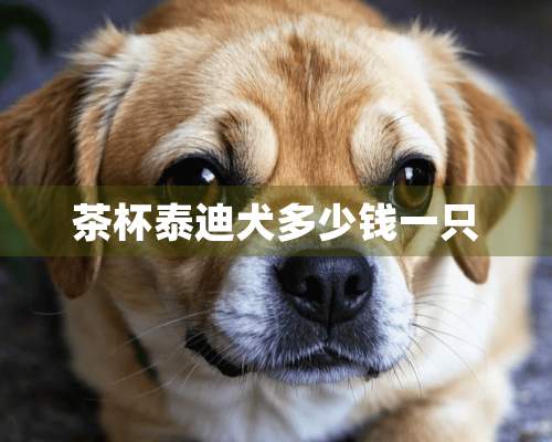 茶杯泰迪犬多少钱一只