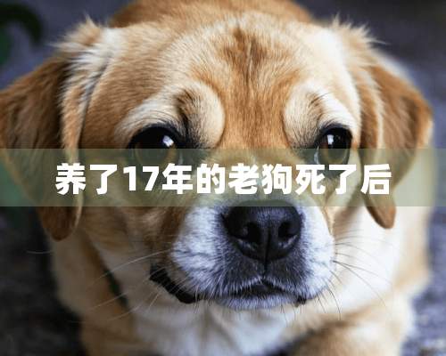 养了17年的老狗死了后