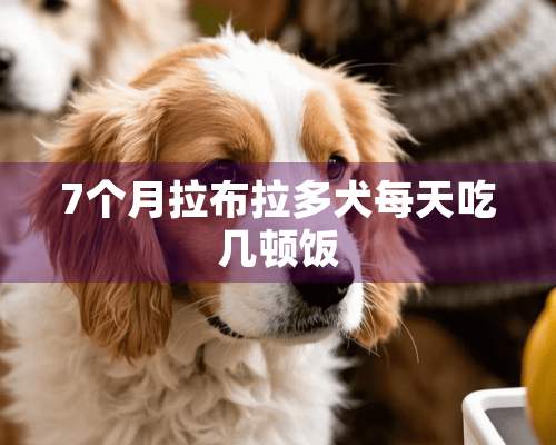 7个月拉布拉多犬每天吃几顿饭