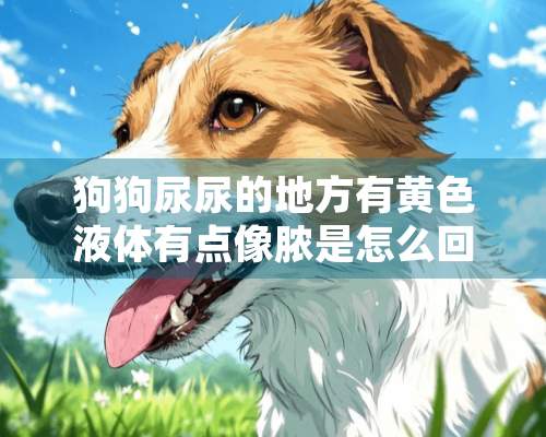 狗狗尿尿的地方有黄色液体有点像脓是怎么回事