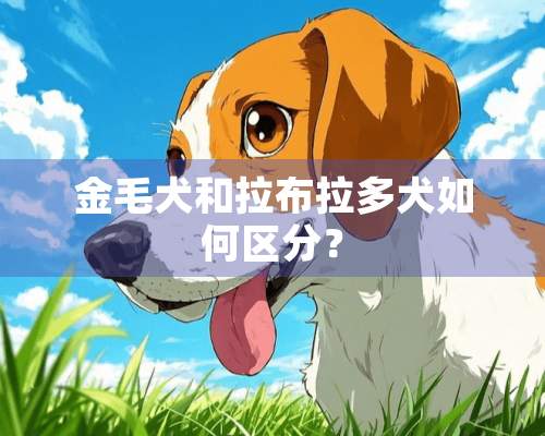 金毛犬和拉布拉多犬如何区分？